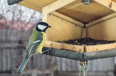 Top Winter Bird Feeding Tips for Bird Lovers