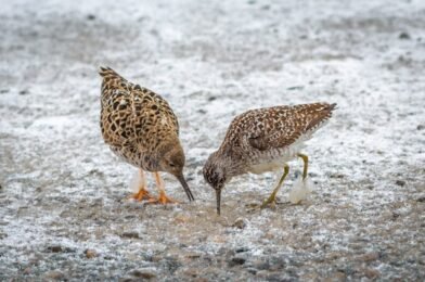 Safe and Nutritious Winter Foods for Your Backyard Birds