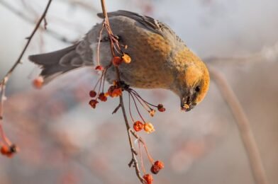 Winter Bird Food Guide: Seeds, Fruits, and More