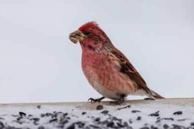 Winter Bird Feeder Placement Tips for Maximum Visits