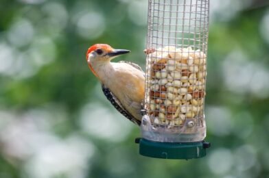 What to Feed Wild Birds in Winter for a Healthy Flock