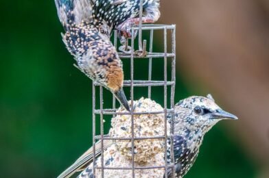 Backyard Birds: How to Provide Food for Wild Birds in Winter