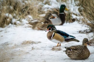 How to Make Your Backyard a Winter Haven for Birds