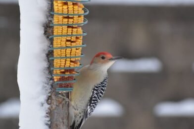 How to Attract Colorful Winter Birds with the Right Foods