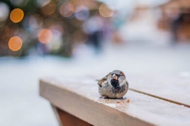 Easy Winter Bird Feeding Guide: What Birds Need to Survive